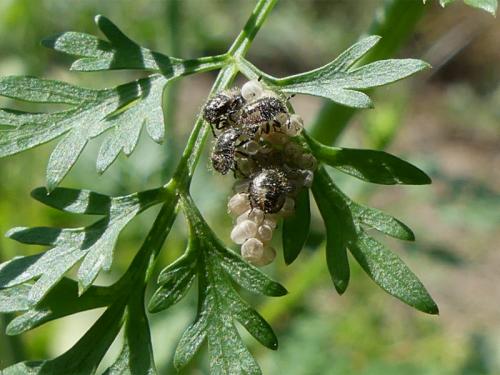 Dolycoris baccarum